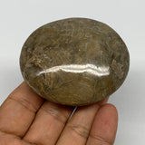114.5g,2.5"x2.1"x 1", Coral Fossils Palm-Stone Polished from Morocco, B20368