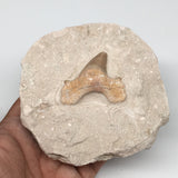 506g,4.2"X4.3"x2.1"Otodus Fossil Shark Tooth Mounted on Matrix @Morocco,MF1853