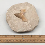 506g,4.2"X4.3"x2.1"Otodus Fossil Shark Tooth Mounted on Matrix @Morocco,MF1853