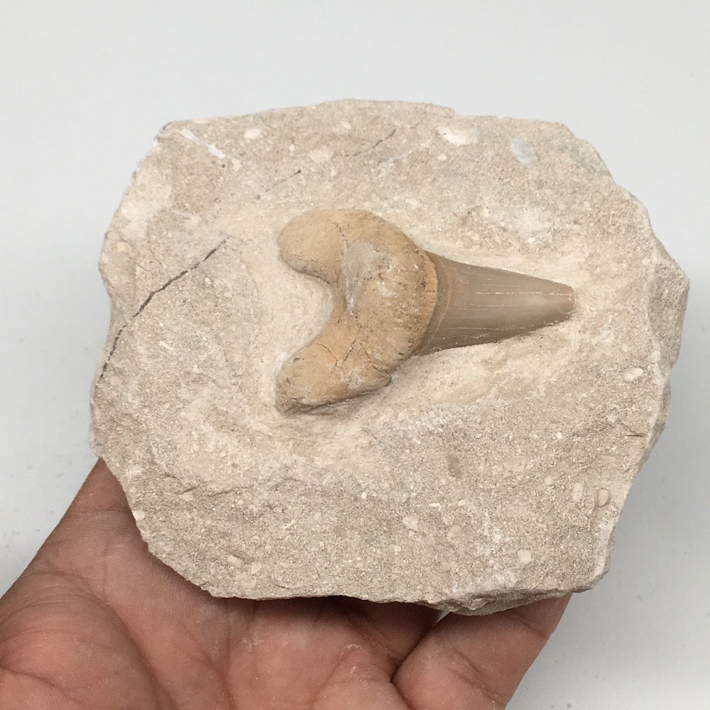 352g,3.7"X3.4"x2.1"Otodus Fossil Shark Tooth Mounted on Matrix @Morocco,MF1854