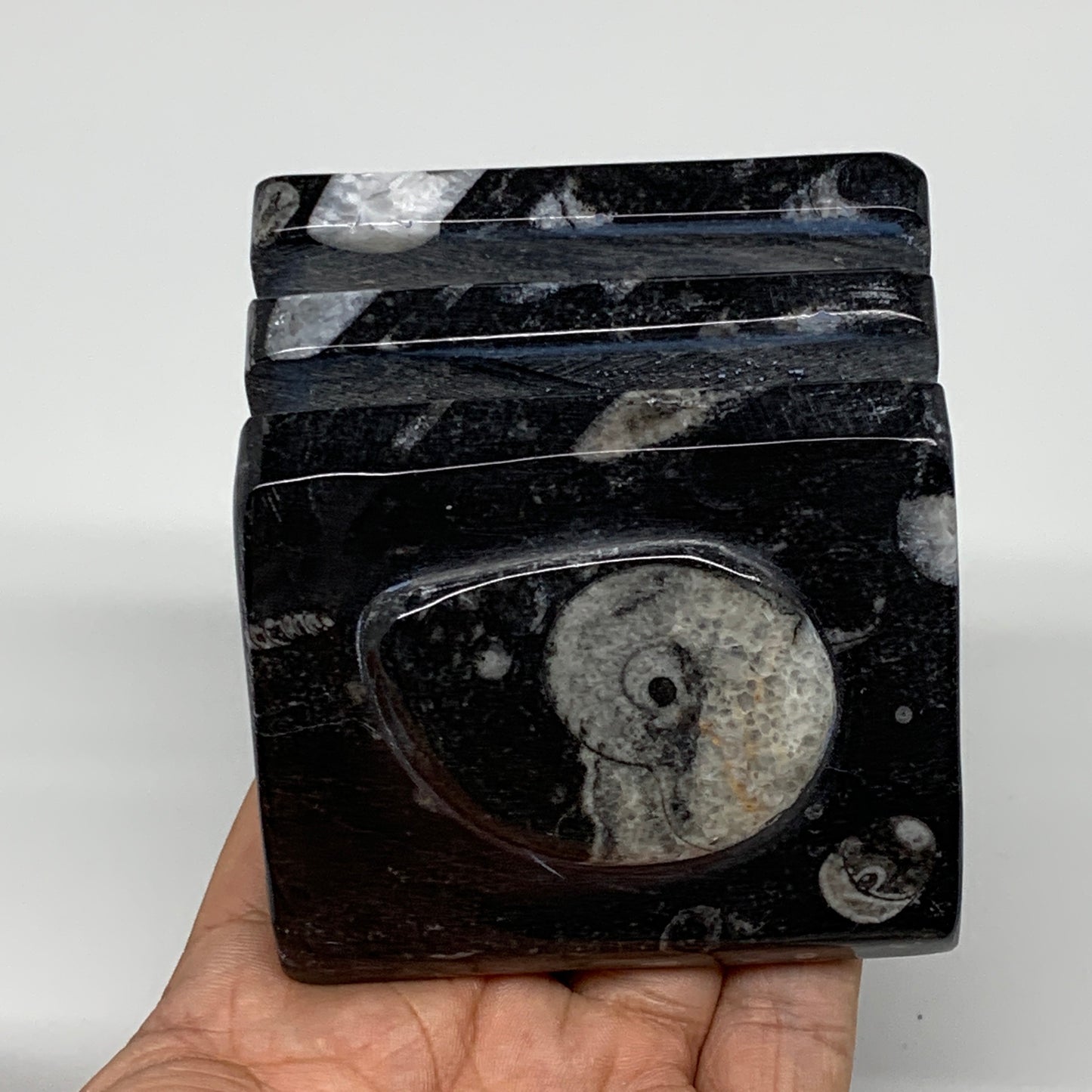 506g, 2.8" x 2.9" x 1.9" Black Fossils Orthoceras Ammonite Business Card Holder,