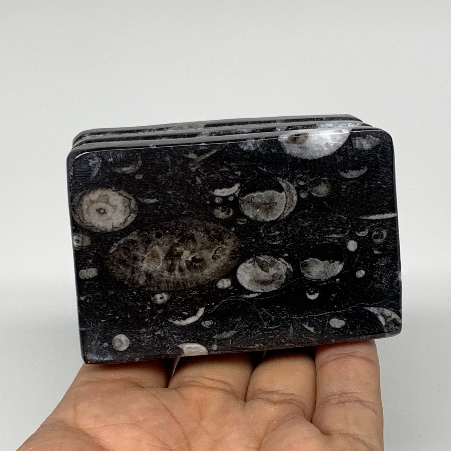 506g, 2.8" x 2.9" x 1.9" Black Fossils Orthoceras Ammonite Business Card Holder,