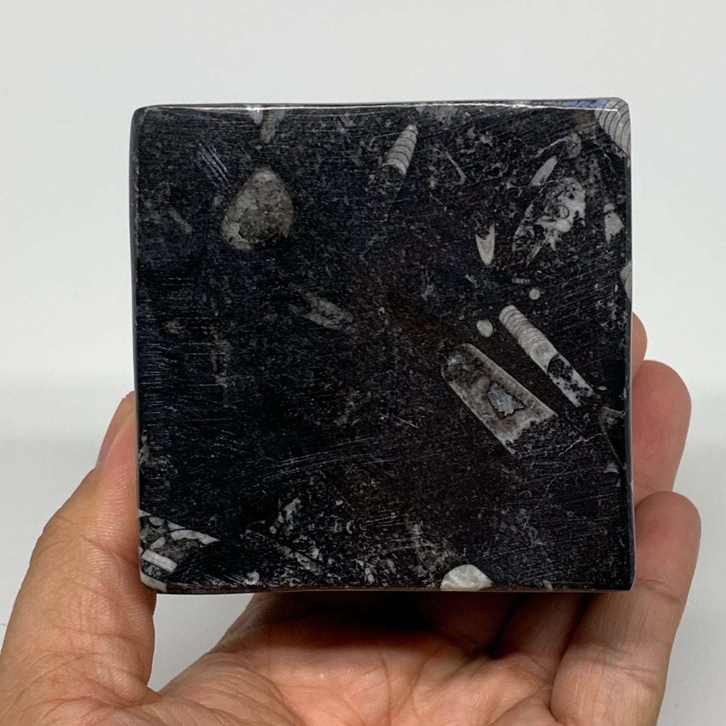 506g, 2.8" x 2.9" x 1.9" Black Fossils Orthoceras Ammonite Business Card Holder,