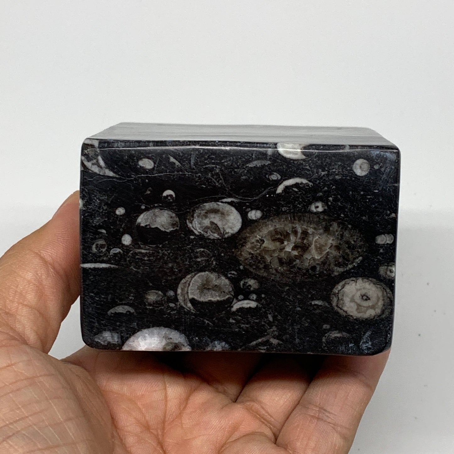 506g, 2.8" x 2.9" x 1.9" Black Fossils Orthoceras Ammonite Business Card Holder,