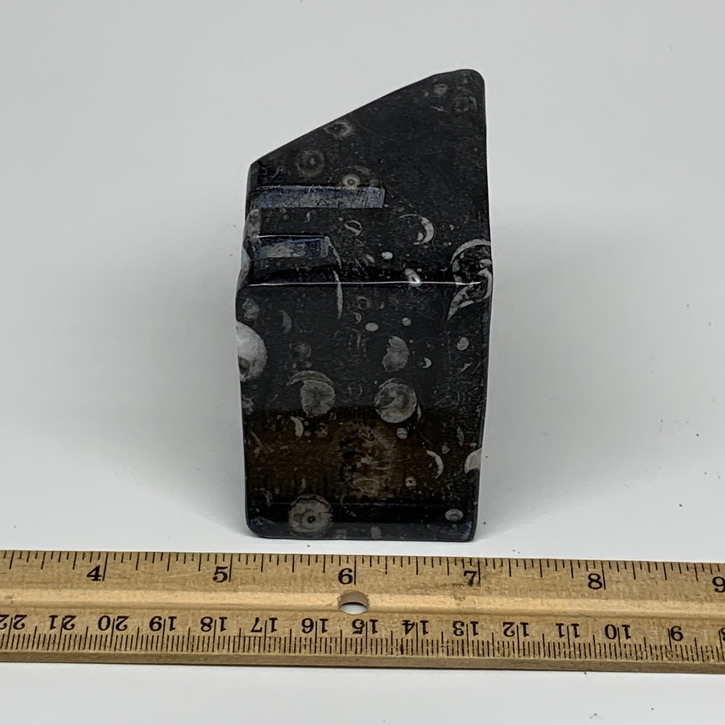 506g, 2.8" x 2.9" x 1.9" Black Fossils Orthoceras Ammonite Business Card Holder,