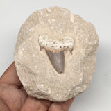 300g,3.7"X3.2"x1.8"Otodus Fossil Shark Tooth Mounted on Matrix @Morocco,MF1857