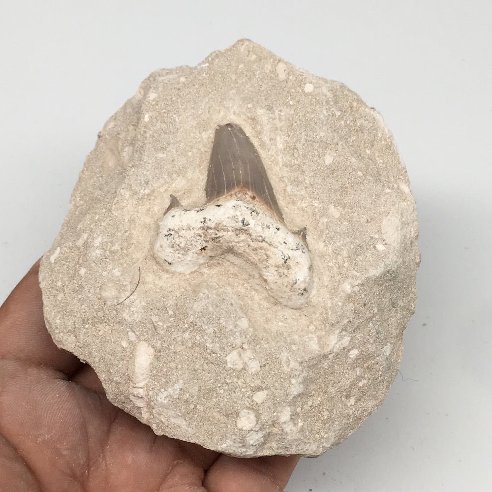 300g,3.7"X3.2"x1.8"Otodus Fossil Shark Tooth Mounted on Matrix @Morocco,MF1857