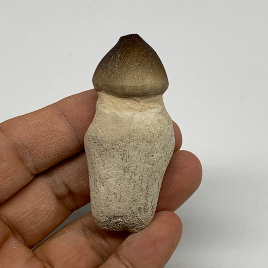 32.9g, 2.4"X1.1"x0.9" Fossil Globidens phosphaticus (Mosasaur ) Tooth, Cretaceou