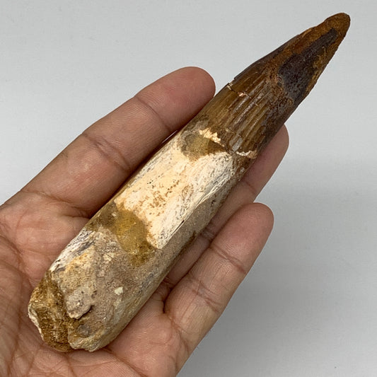 93.6g,5.3"X 1.1"x 1" Rare Natural Fossils Spinosaurus Tooth from Morocco,F3127