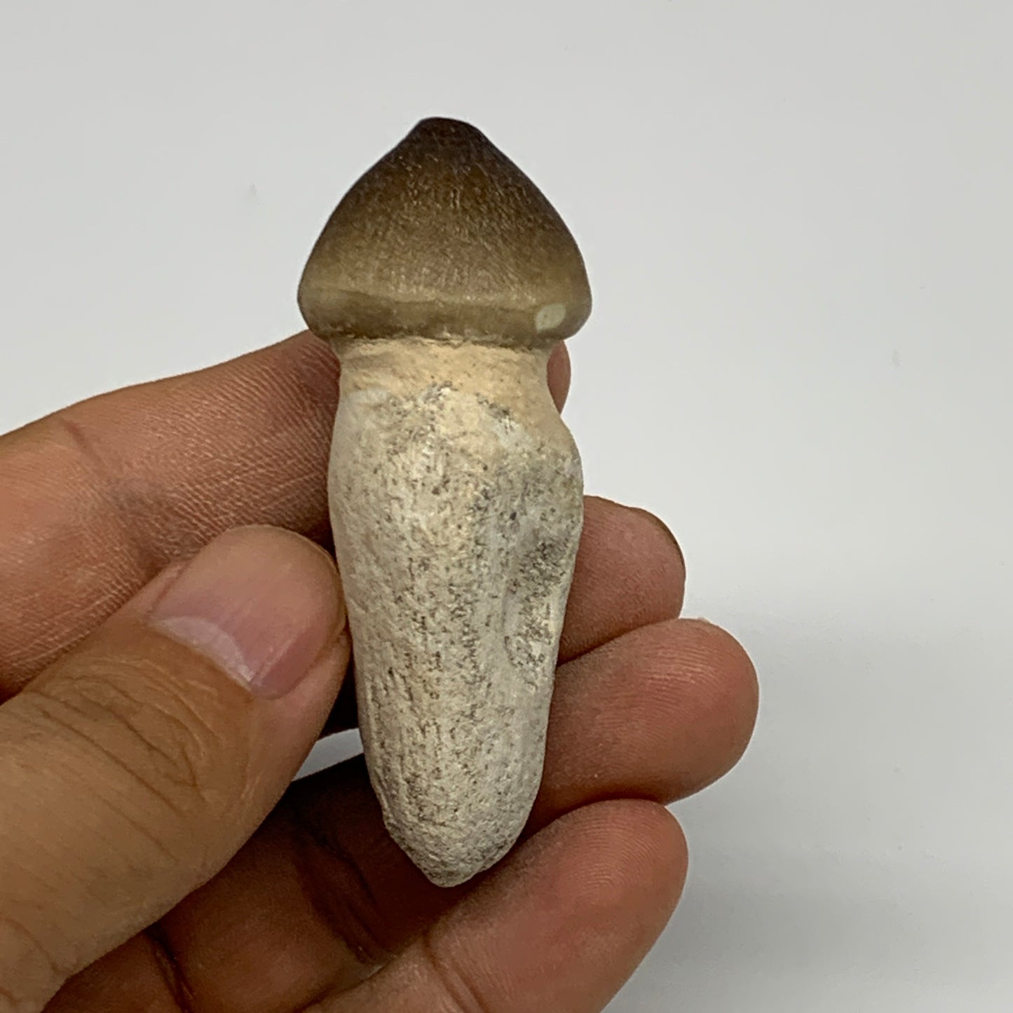 32.9g, 2.4"X1.1"x0.9" Fossil Globidens phosphaticus (Mosasaur ) Tooth, Cretaceou