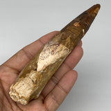 93.6g,5.3"X 1.1"x 1" Rare Natural Fossils Spinosaurus Tooth from Morocco,F3127