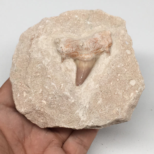 366g,3.9"X3.8"x2"Otodus Fossil Shark Tooth Mounted on Matrix @Morocco,MF1859