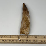 93.6g,5.3"X 1.1"x 1" Rare Natural Fossils Spinosaurus Tooth from Morocco,F3127