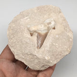 380g,3.7"X3.7"x2"Otodus Fossil Shark Tooth Mounted on Matrix @Morocco,MF1860