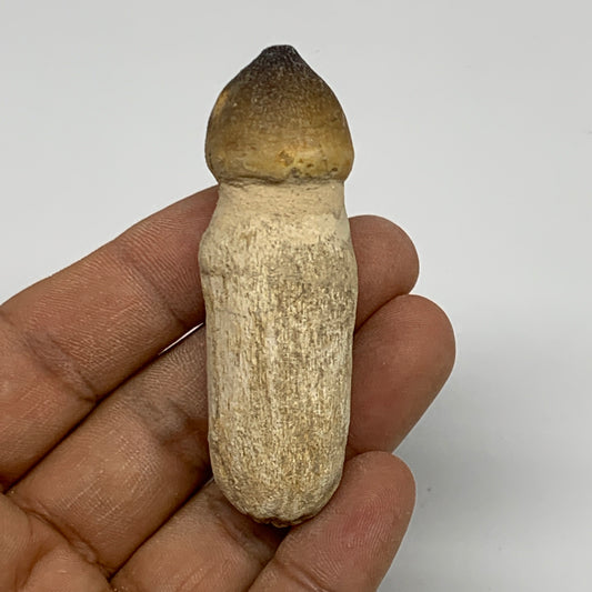 28.7g, 2.5"X0.9"x0.8" Fossil Globidens phosphaticus (Mosasaur ) Tooth, Cretaceou