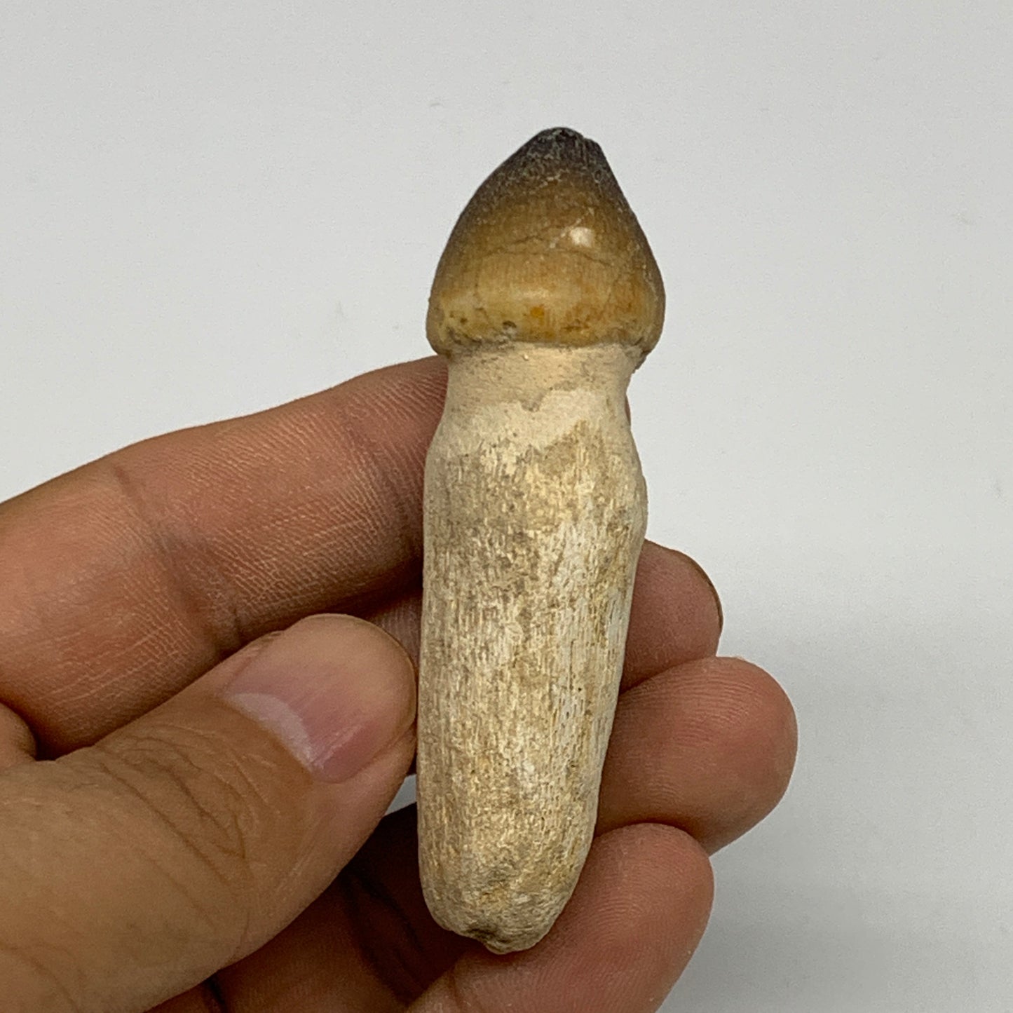 28.7g, 2.5"X0.9"x0.8" Fossil Globidens phosphaticus (Mosasaur ) Tooth, Cretaceou