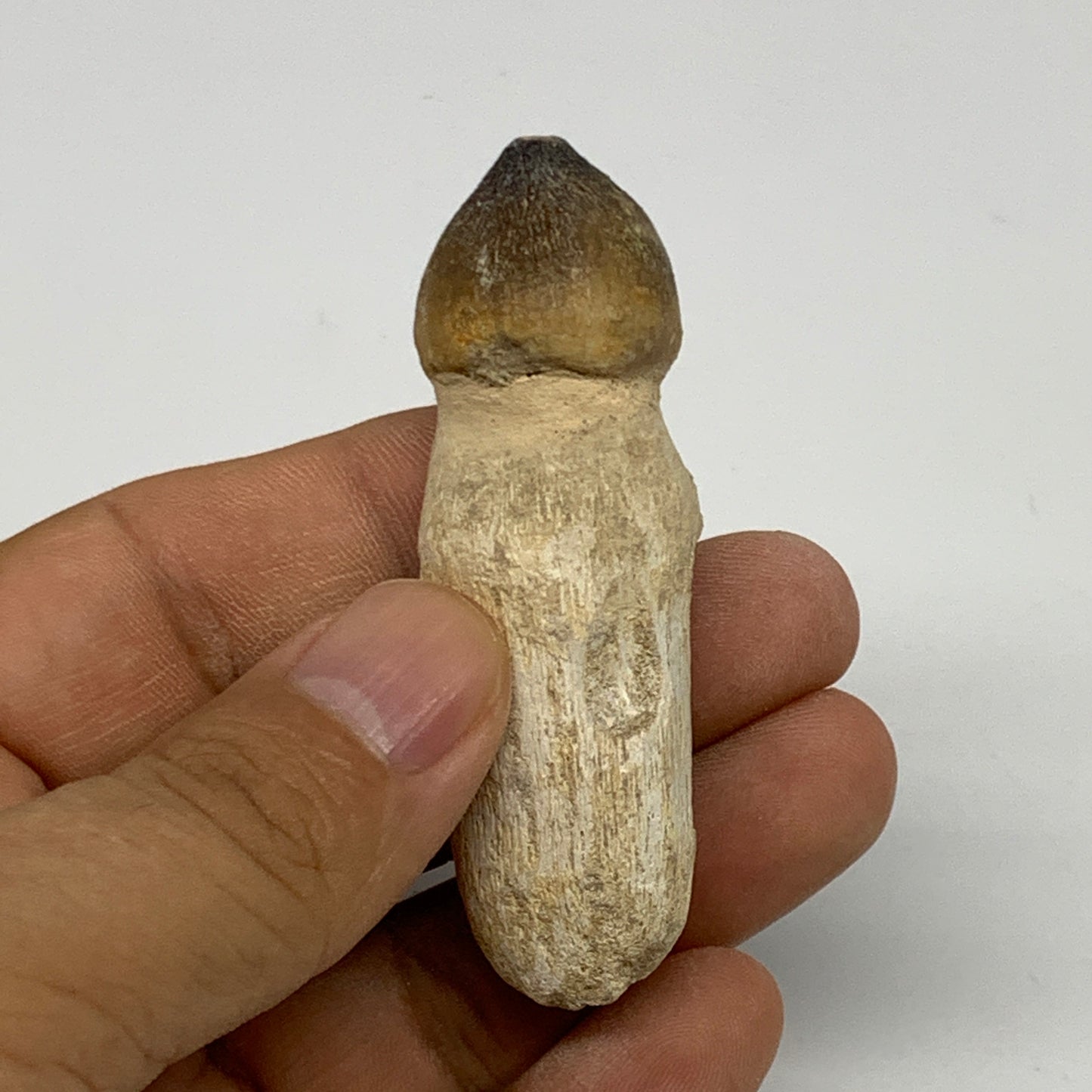 28.7g, 2.5"X0.9"x0.8" Fossil Globidens phosphaticus (Mosasaur ) Tooth, Cretaceou