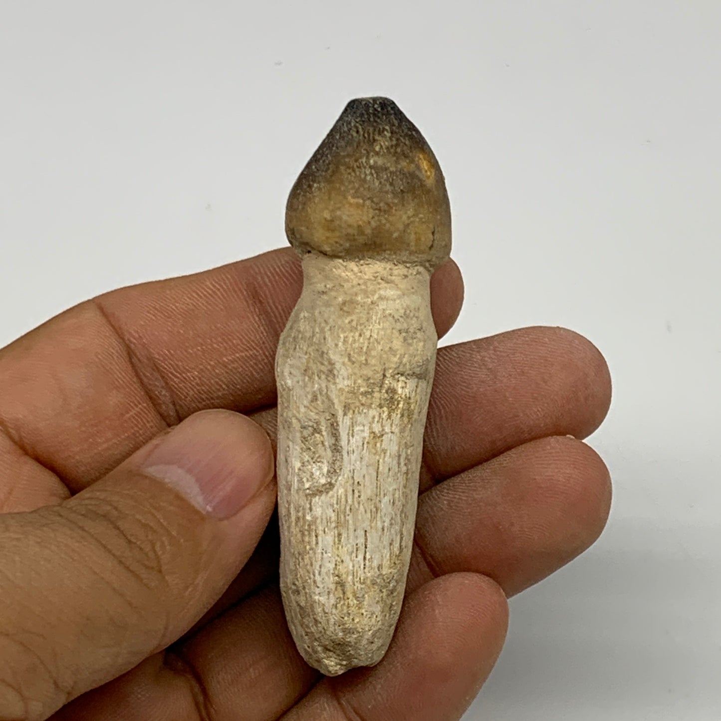28.7g, 2.5"X0.9"x0.8" Fossil Globidens phosphaticus (Mosasaur ) Tooth, Cretaceou