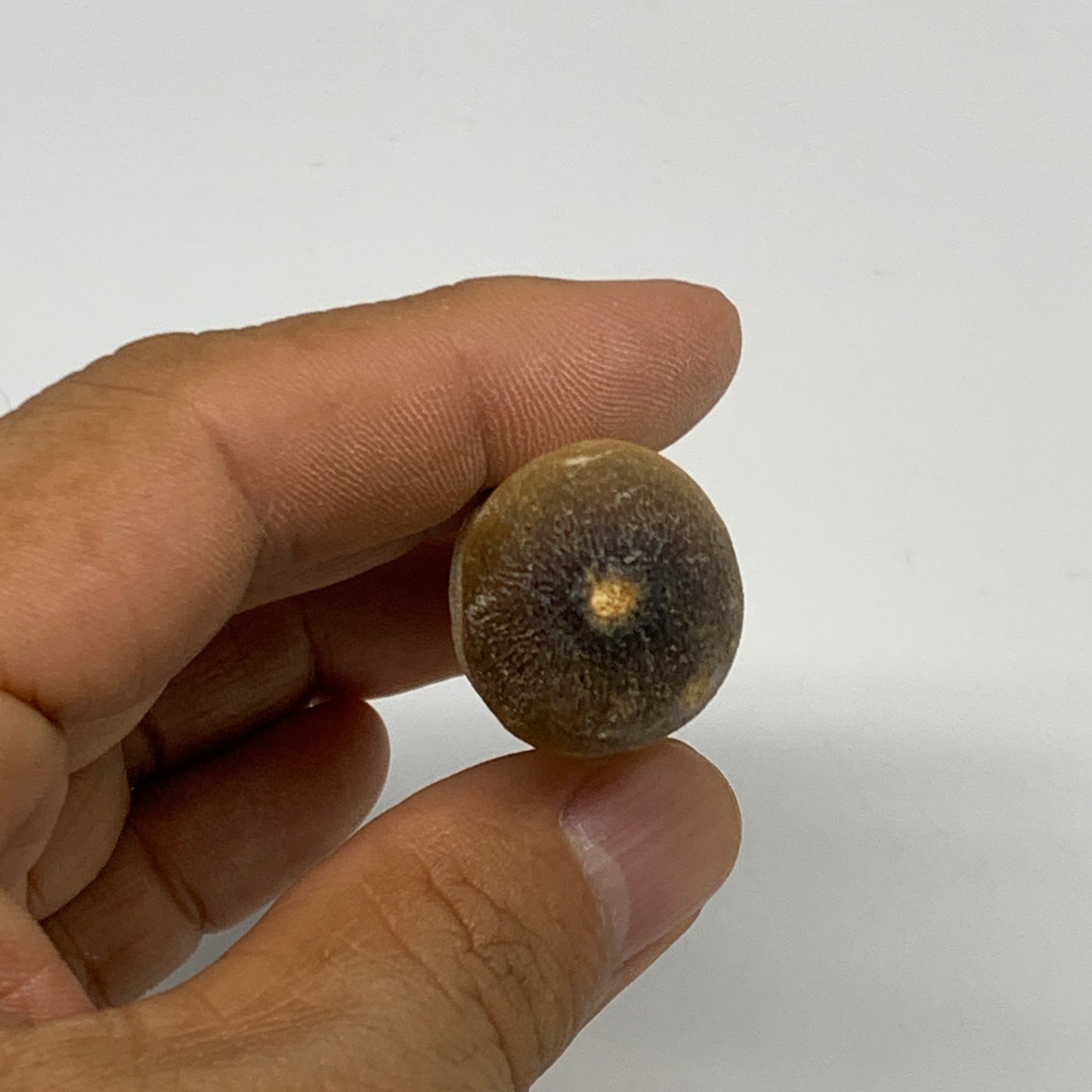 28.7g, 2.5"X0.9"x0.8" Fossil Globidens phosphaticus (Mosasaur ) Tooth, Cretaceou