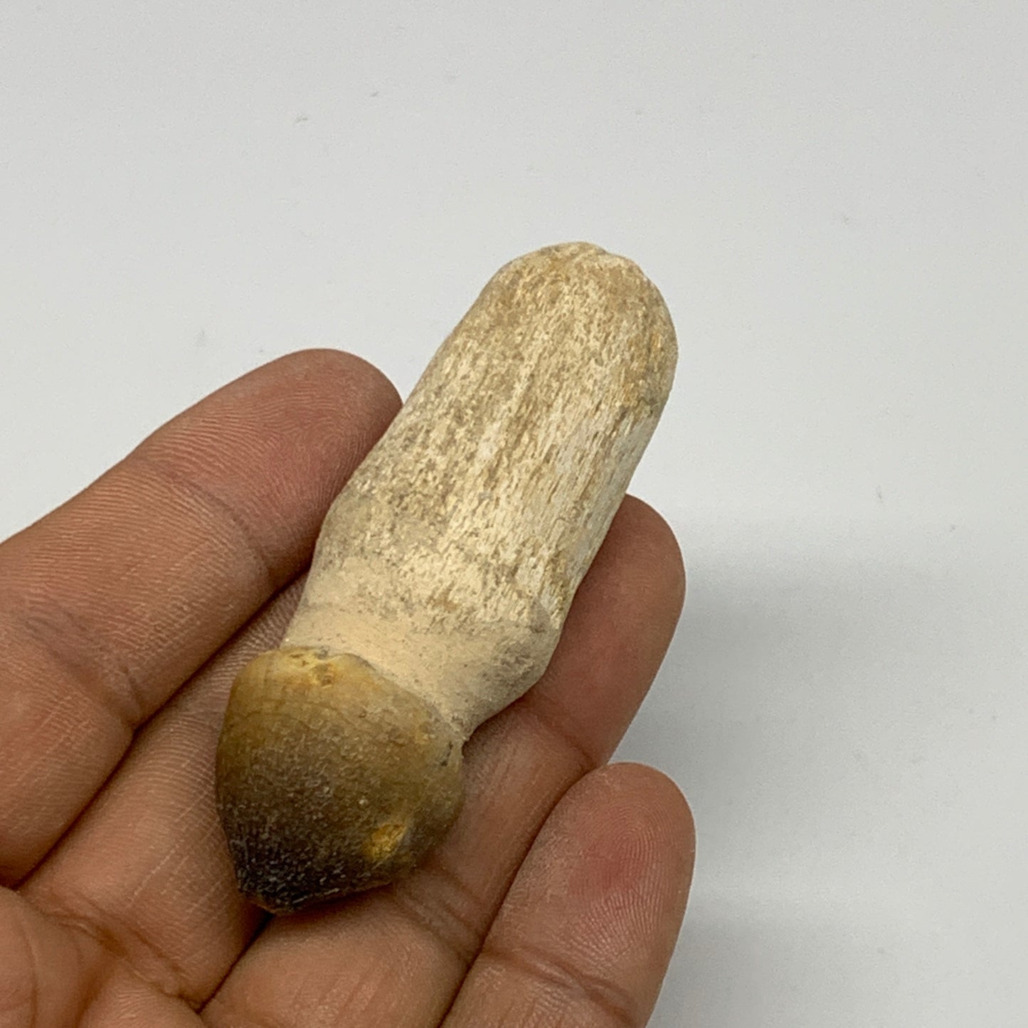 28.7g, 2.5"X0.9"x0.8" Fossil Globidens phosphaticus (Mosasaur ) Tooth, Cretaceou