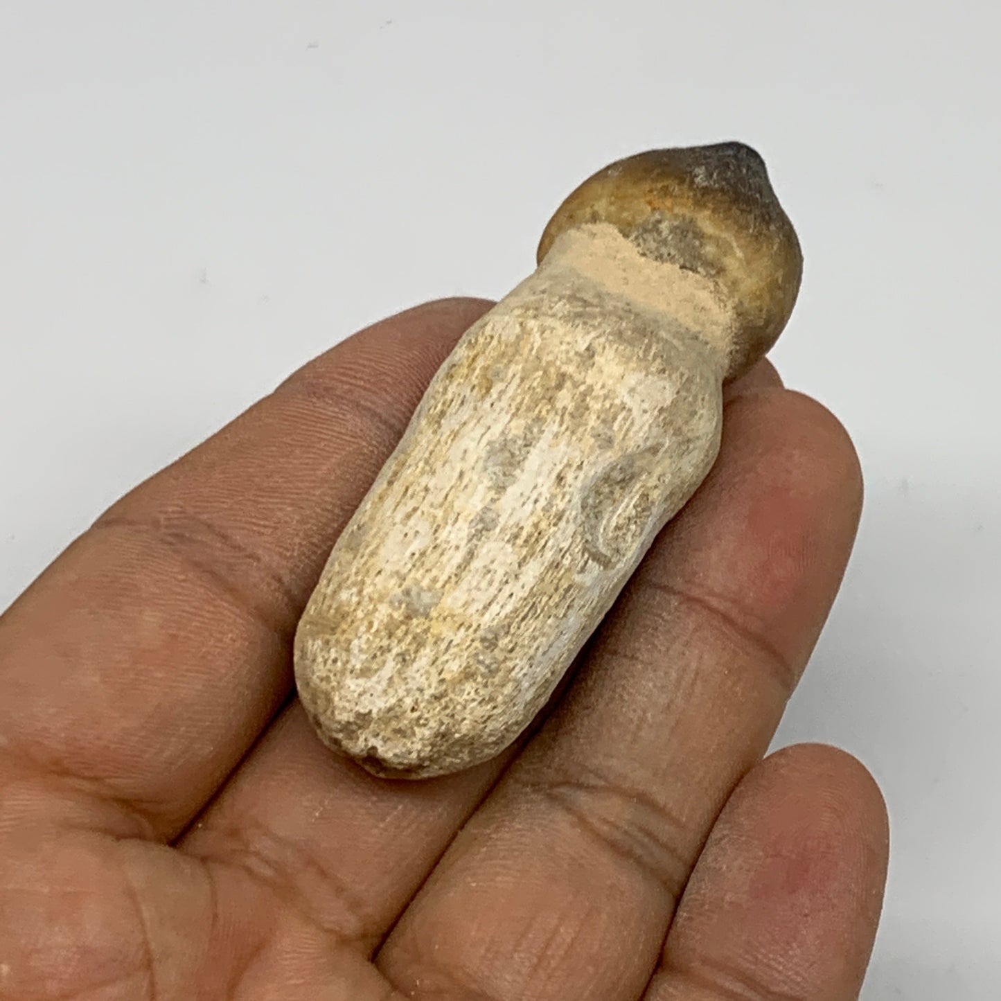 28.7g, 2.5"X0.9"x0.8" Fossil Globidens phosphaticus (Mosasaur ) Tooth, Cretaceou