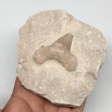520g,4.1"X4"x2.2"Otodus Fossil Shark Tooth Mounted on Matrix @Morocco,MF1861