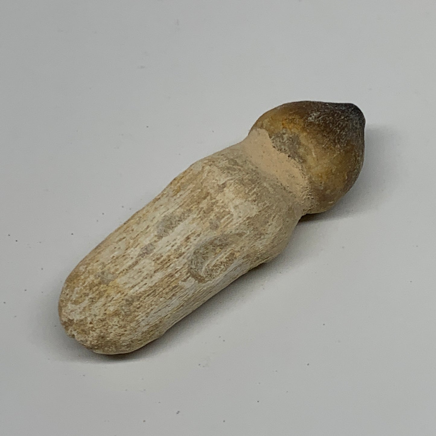 28.7g, 2.5"X0.9"x0.8" Fossil Globidens phosphaticus (Mosasaur ) Tooth, Cretaceou