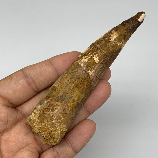 51.8g,4.4"X 1"x 0.8" Rare Natural Fossils Spinosaurus Tooth from Morocco,F3129