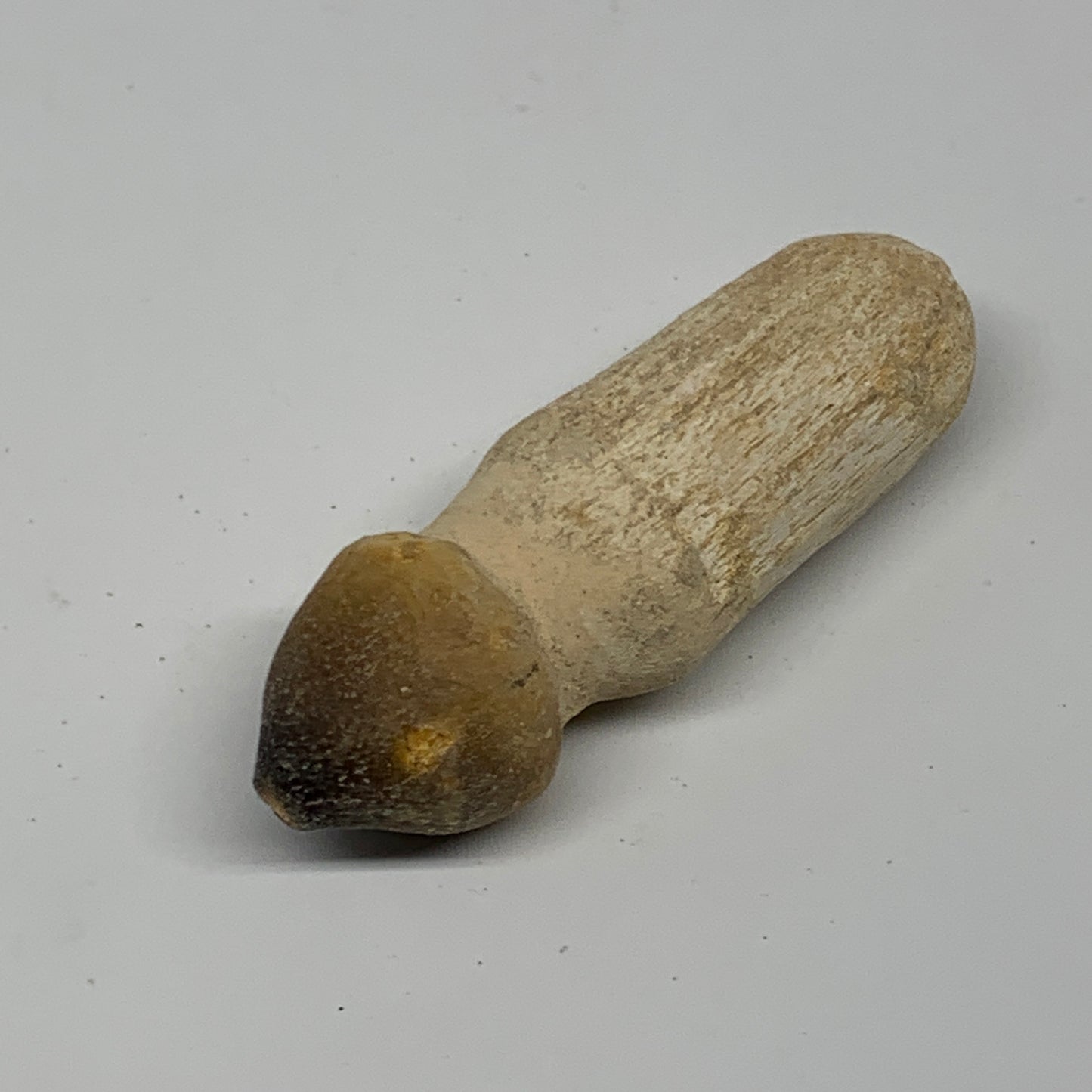 28.7g, 2.5"X0.9"x0.8" Fossil Globidens phosphaticus (Mosasaur ) Tooth, Cretaceou