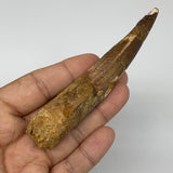 51.8g,4.4"X 1"x 0.8" Rare Natural Fossils Spinosaurus Tooth from Morocco,F3129