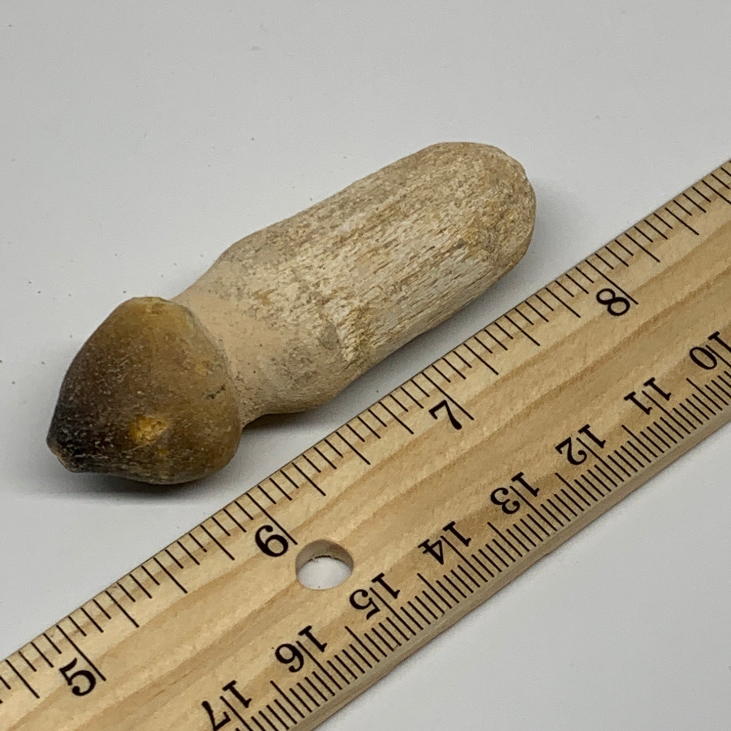 28.7g, 2.5"X0.9"x0.8" Fossil Globidens phosphaticus (Mosasaur ) Tooth, Cretaceou