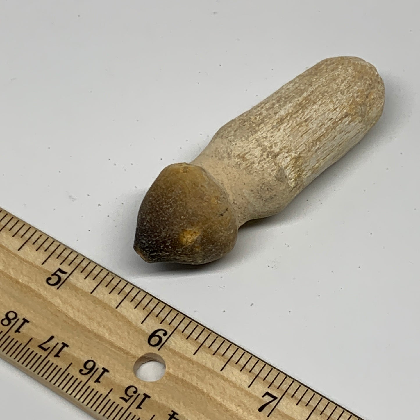 28.7g, 2.5"X0.9"x0.8" Fossil Globidens phosphaticus (Mosasaur ) Tooth, Cretaceou