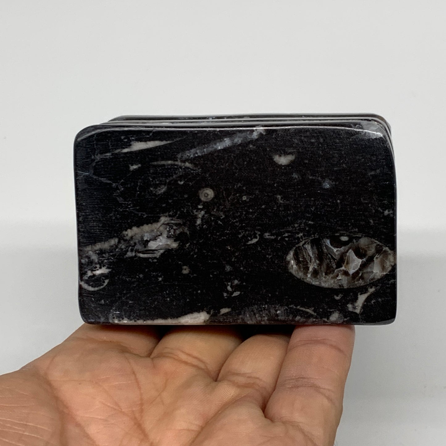 476g, 2.9" x 2.9" x 1.8" Black Fossils Orthoceras Ammonite Business Card Holder,