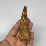 51.8g,4.4"X 1"x 0.8" Rare Natural Fossils Spinosaurus Tooth from Morocco,F3129