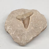 416g,3.8"X4"x2"Otodus Fossil Shark Tooth Mounted on Matrix @Morocco,MF1862