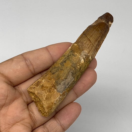 43.2g,3.8"X 1"x 0.7" Rare Natural Fossils Spinosaurus Tooth from Morocco,F3130