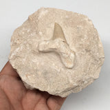 370g,3.9"X3.8"x1.8"Otodus Fossil Shark Tooth Mounted on Matrix @Morocco,MF1863