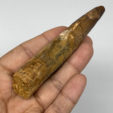 43.2g,3.8"X 1"x 0.7" Rare Natural Fossils Spinosaurus Tooth from Morocco,F3130