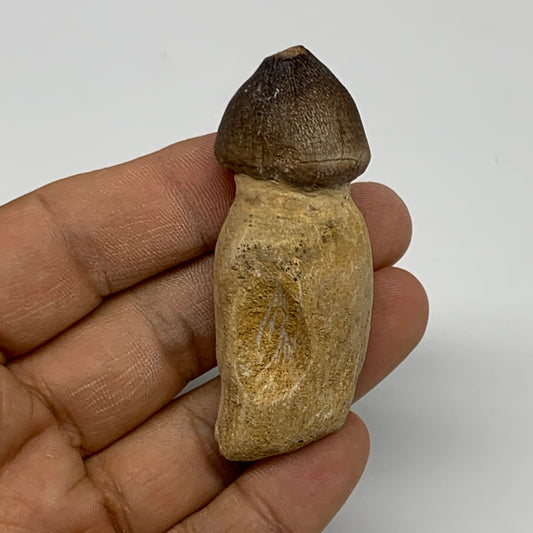 30.8g, 2.5"X1"x0.8" Fossil Globidens phosphaticus (Mosasaur ) Tooth, Cretaceous,