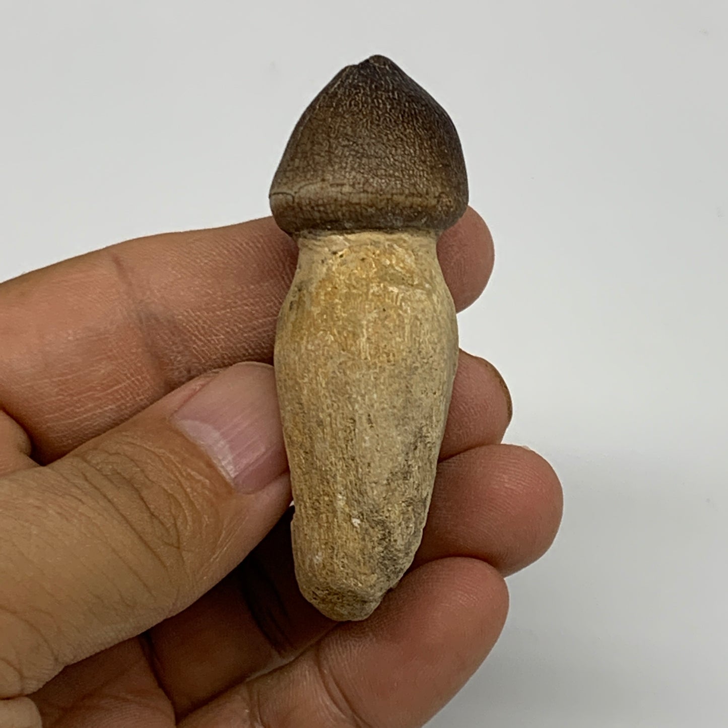 30.8g, 2.5"X1"x0.8" Fossil Globidens phosphaticus (Mosasaur ) Tooth, Cretaceous,