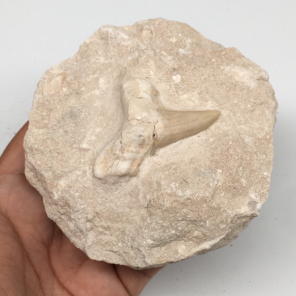 370g,3.9"X3.8"x1.8"Otodus Fossil Shark Tooth Mounted on Matrix @Morocco,MF1863