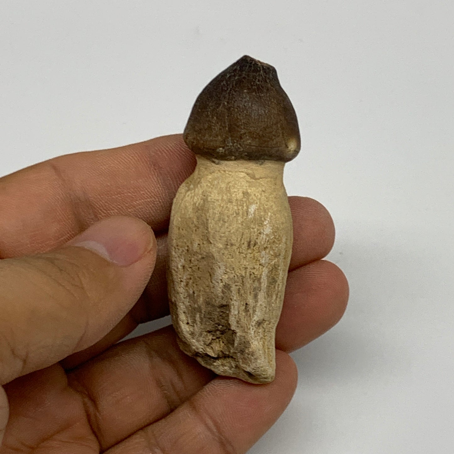 30.8g, 2.5"X1"x0.8" Fossil Globidens phosphaticus (Mosasaur ) Tooth, Cretaceous,