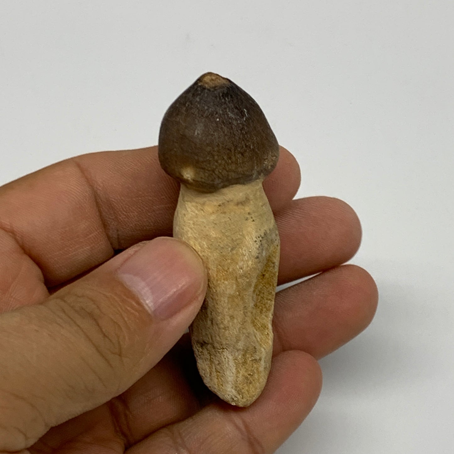 30.8g, 2.5"X1"x0.8" Fossil Globidens phosphaticus (Mosasaur ) Tooth, Cretaceous,