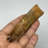 43.2g,3.8"X 1"x 0.7" Rare Natural Fossils Spinosaurus Tooth from Morocco,F3130