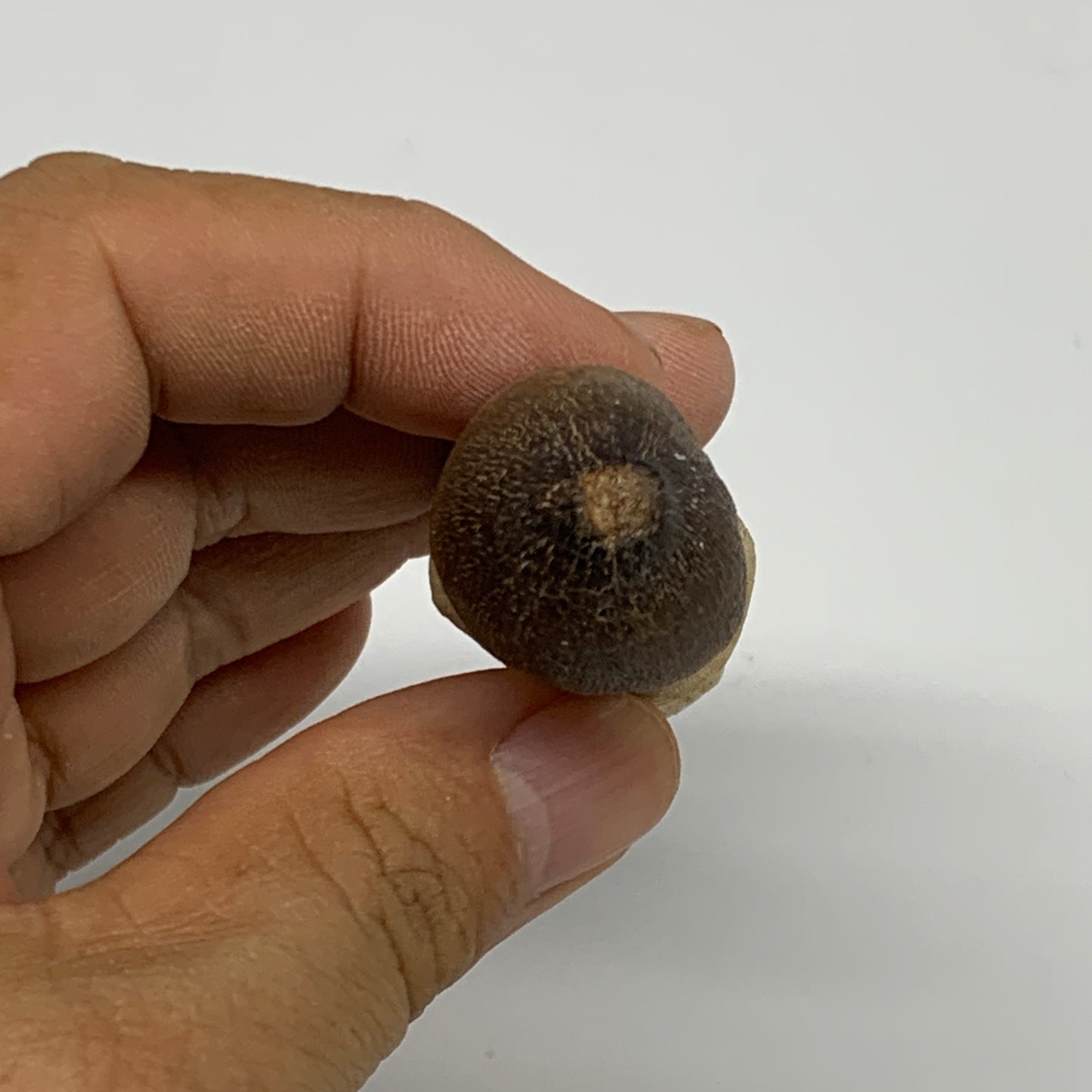 30.8g, 2.5"X1"x0.8" Fossil Globidens phosphaticus (Mosasaur ) Tooth, Cretaceous,