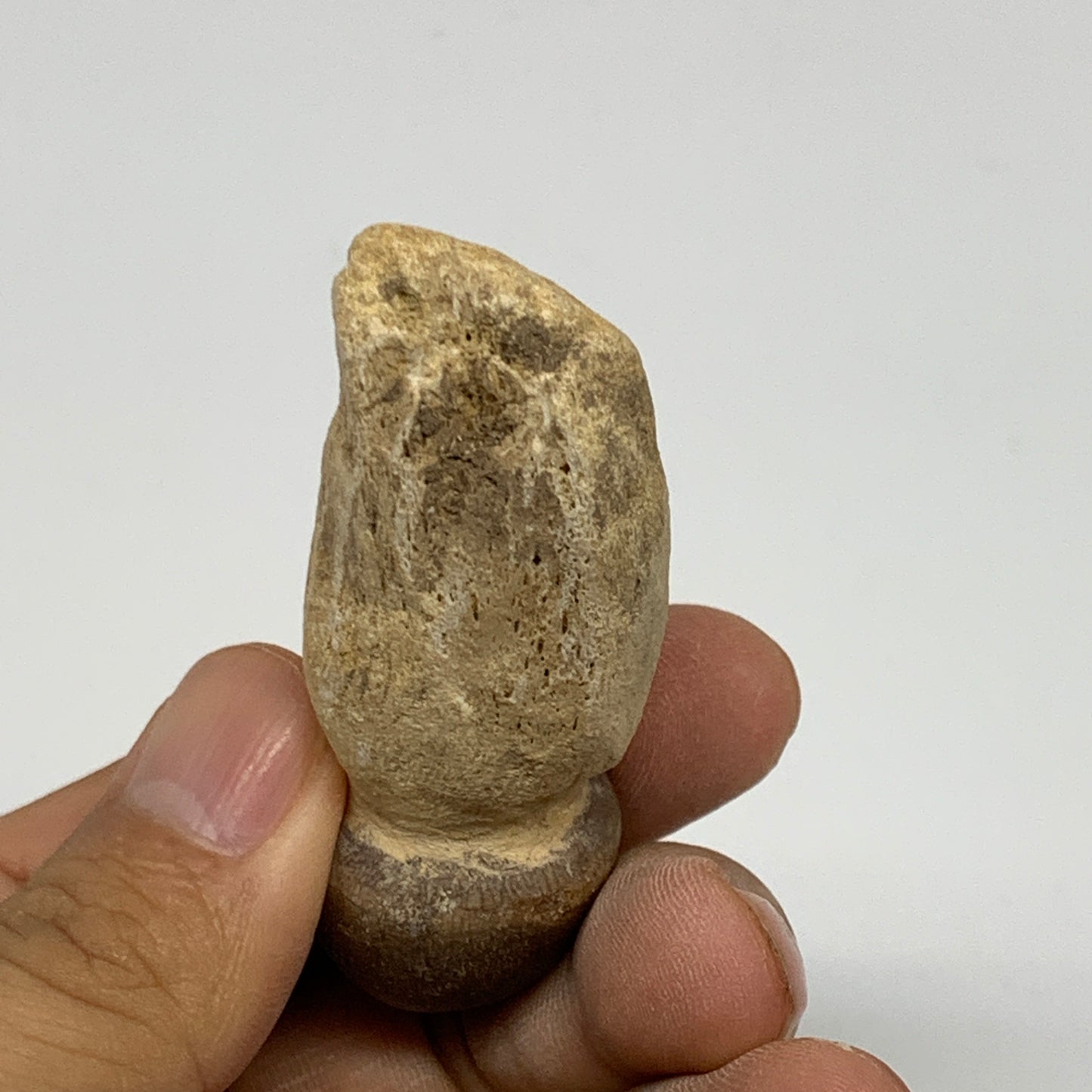 30.8g, 2.5"X1"x0.8" Fossil Globidens phosphaticus (Mosasaur ) Tooth, Cretaceous,