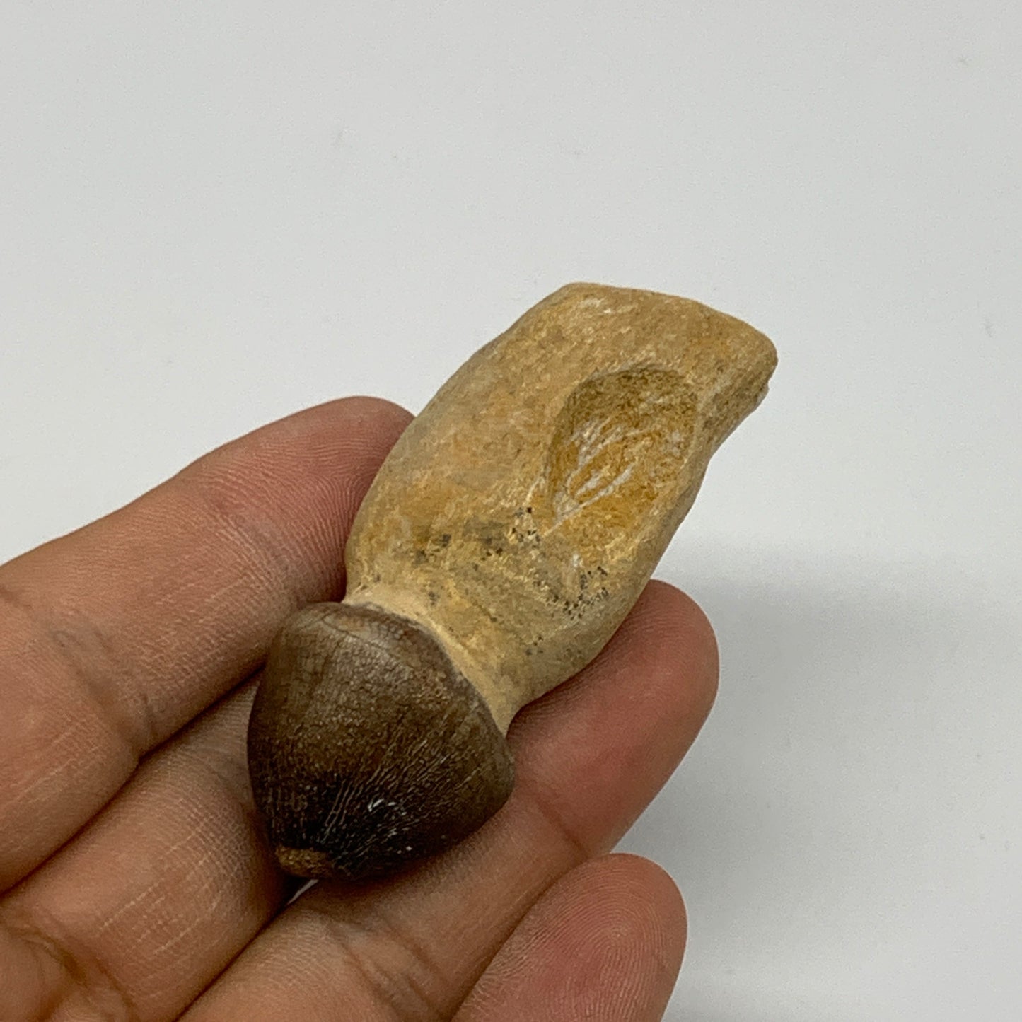30.8g, 2.5"X1"x0.8" Fossil Globidens phosphaticus (Mosasaur ) Tooth, Cretaceous,