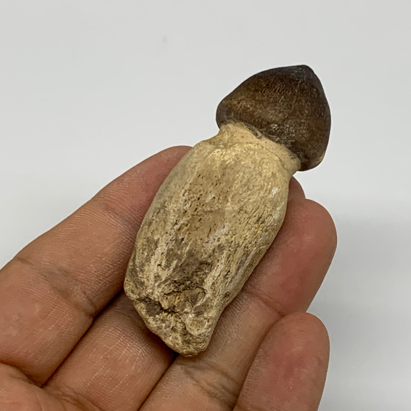 30.8g, 2.5"X1"x0.8" Fossil Globidens phosphaticus (Mosasaur ) Tooth, Cretaceous,