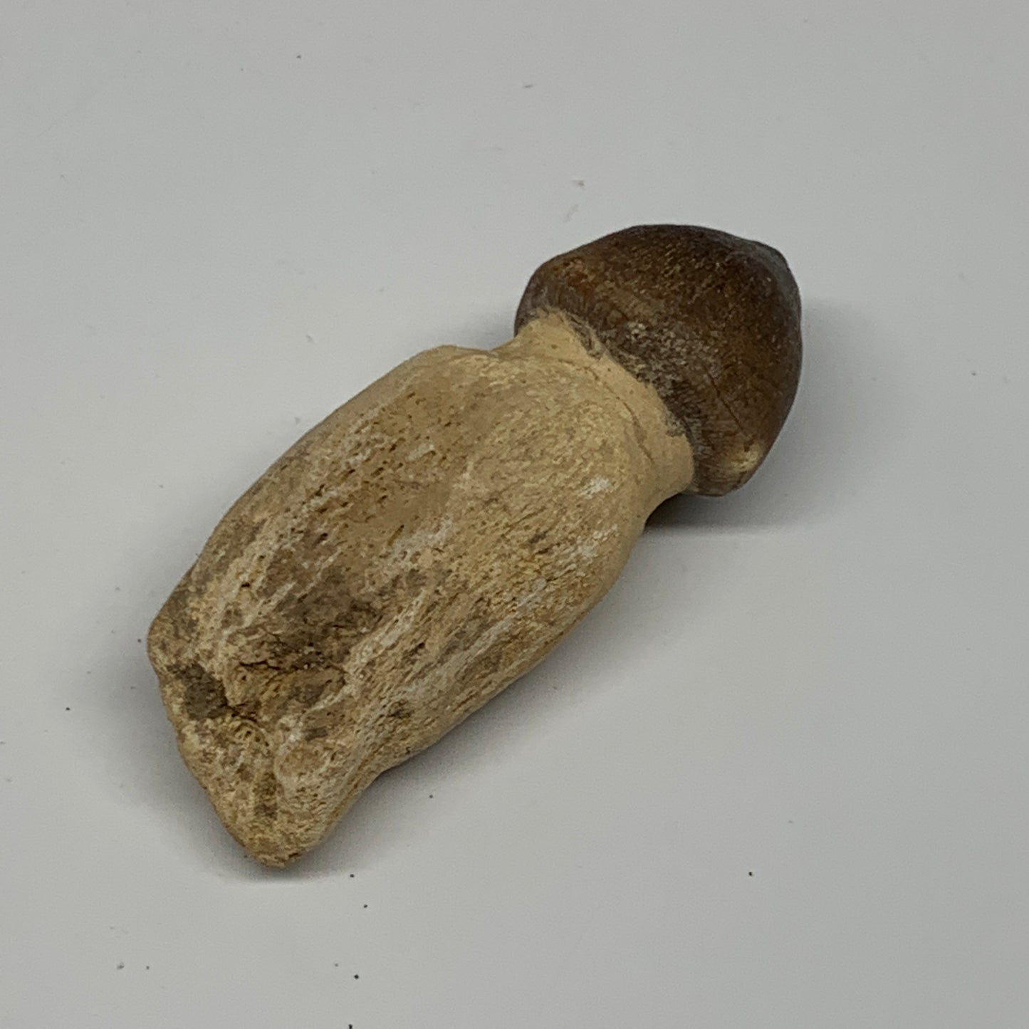 30.8g, 2.5"X1"x0.8" Fossil Globidens phosphaticus (Mosasaur ) Tooth, Cretaceous,