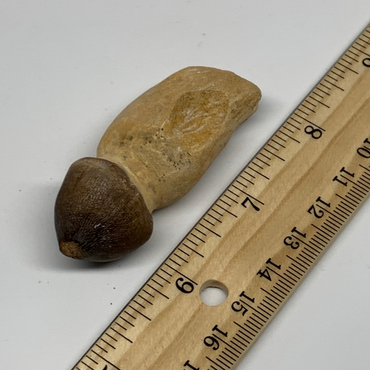 30.8g, 2.5"X1"x0.8" Fossil Globidens phosphaticus (Mosasaur ) Tooth, Cretaceous,